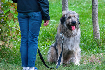 South Russian Shepherd dog sitting near the human legs