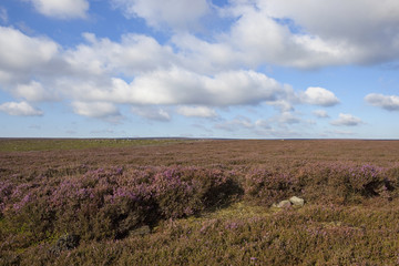 windswept moorland