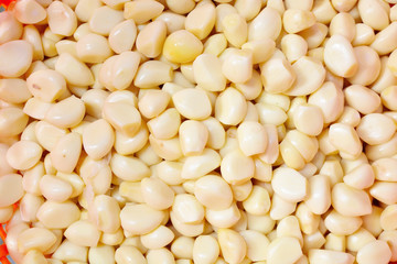Background of Garlic