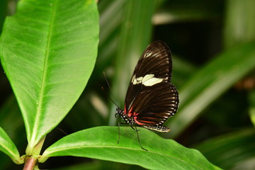 Obraz na płótnie Canvas Long wing butterfly sits on a plant.