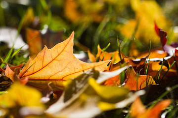 Herbst: Laubb&auml;ume, Sonne und bunte Bl&auml;tter