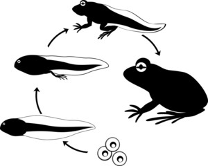 Life cycle of frog