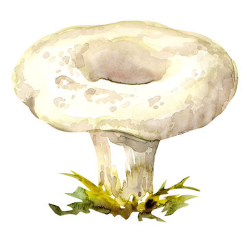 milk mushrooms isolated on white background