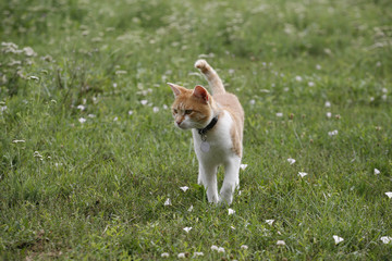 Kitten  kitty cat walking on a summer floral lawn