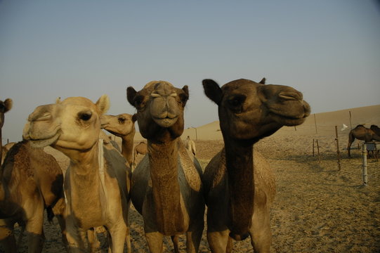 Kamele