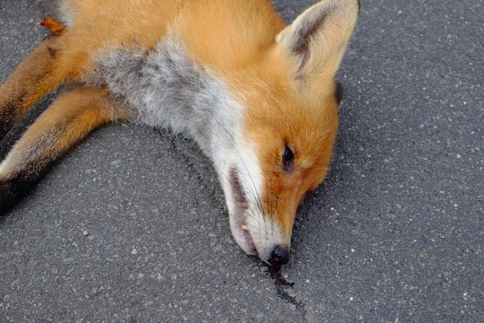 Dead Red Fox