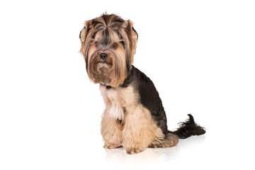 Side view of a Yorkshire Terrier sitting. Isolated on white. 