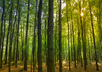 Fototapeta premium sunset in alder forest
