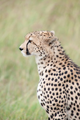 cheetah