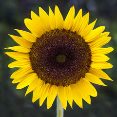 Beautiful Sunflower with green background