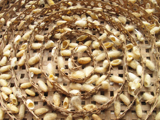 group of silk worm cocoons nests