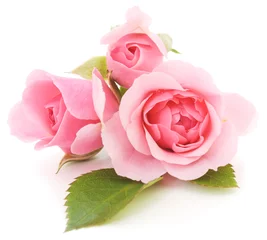 Tuinposter Rozen Roze rozen