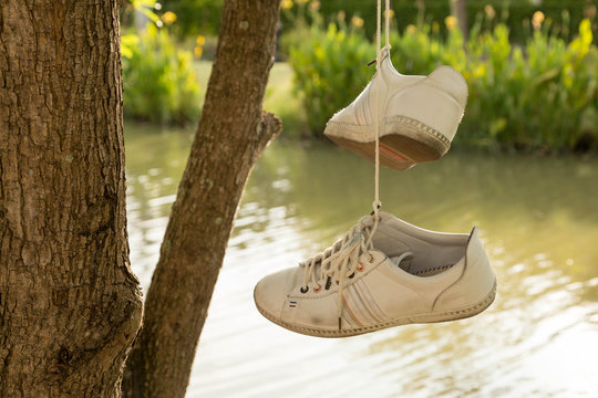 A pair of shoes hanging on a tree in the evening