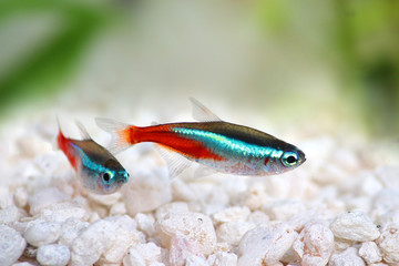 Neon Tetra Paracheirodon innesi freshwater tropical fish