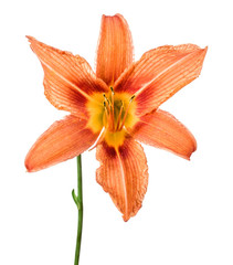flowers lily isolated on a white background