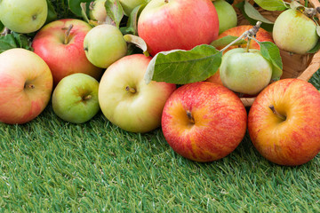 assorted fresh garden apples on green grass, horizontal