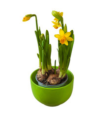 Yellow Daffodil  flowers in a pot  isolated on white background