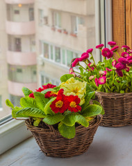 Primrose and daisies growing in baskets on window