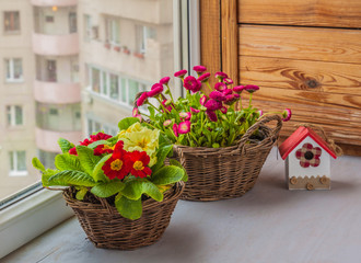 Fototapeta na wymiar Primrose and daisies growing in baskets on window