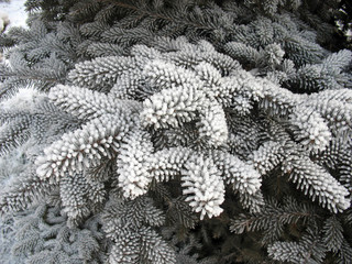 Winter background - frosty fir twigs