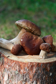 Mushrooms On Log