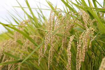 稲　稲穂