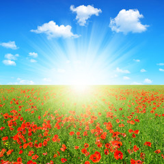 spring landscape with red poppy field and sunny sky