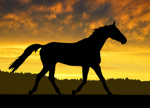 Horse under sunset