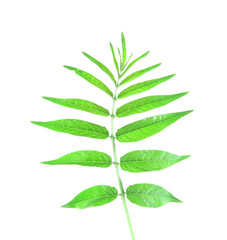 Green brunch on white background isolated