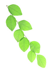 Fototapeta na wymiar Green brunch on white background isolated