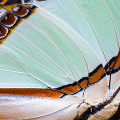 Butterfly's wing texture
