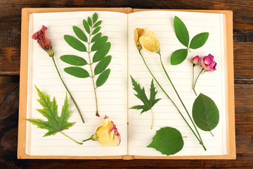 Fototapeta premium Dry up plants on notebook on wooden background