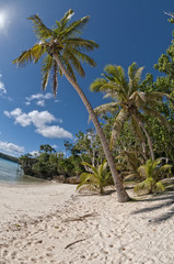 Fototapeta na wymiar Polynesian Paradise white sand beach with coconut tree