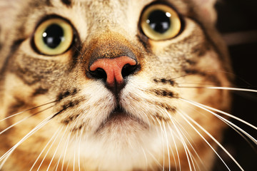 Grey cat's muzzle closeup