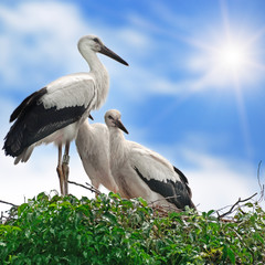 storks in the nest on the sky background
