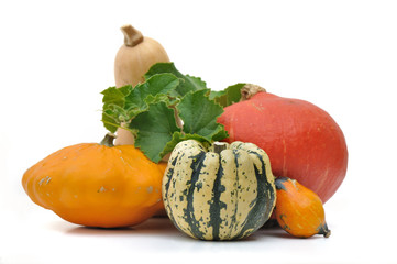 variétés de courges