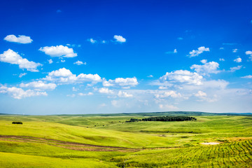 Obraz premium green field and blue sky
