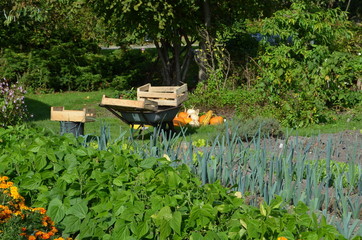 Jardin dans le Pays d'Auge (Normandie)