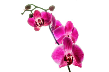 Isolated Purple Orchid Branch
