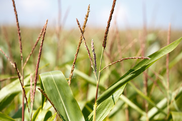 detail of green field of corn growing up