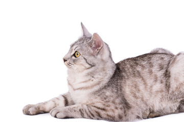 gray tabby cat European