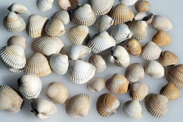 Herzmuschel, Cerastoderma, edule,
