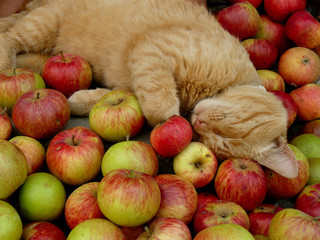 red tabby cat resting among fresh apples
