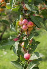 Mirabelles sur son arbre en Alsace au mois d'août