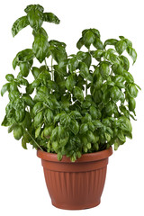 Obraz premium basil growing in a pot on a white background