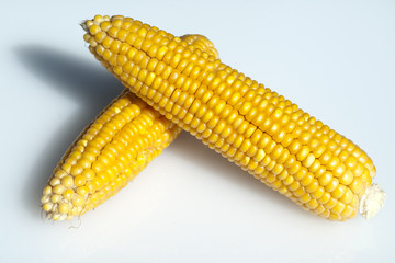 Mais; Zea mays; Maiskoerner;