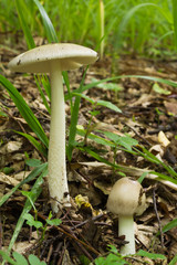 Green mushroom in the forest