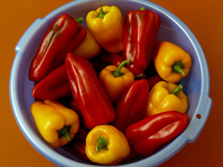 home grown sweet peppers in plastic bowl