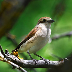 Red-backed shrike in the foliage of a tree. Female.