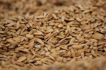 Paddy,rice in Thailand